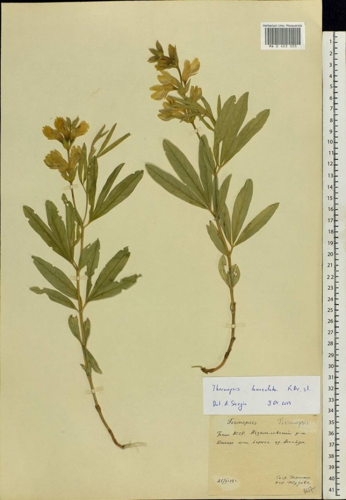 Thermopsis lanceolata сырье