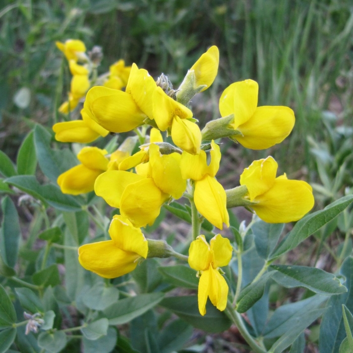 Термопсиса ланцетного трава