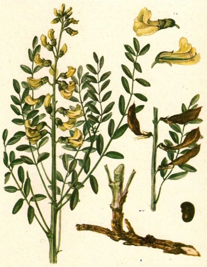 Софора толстоплодная