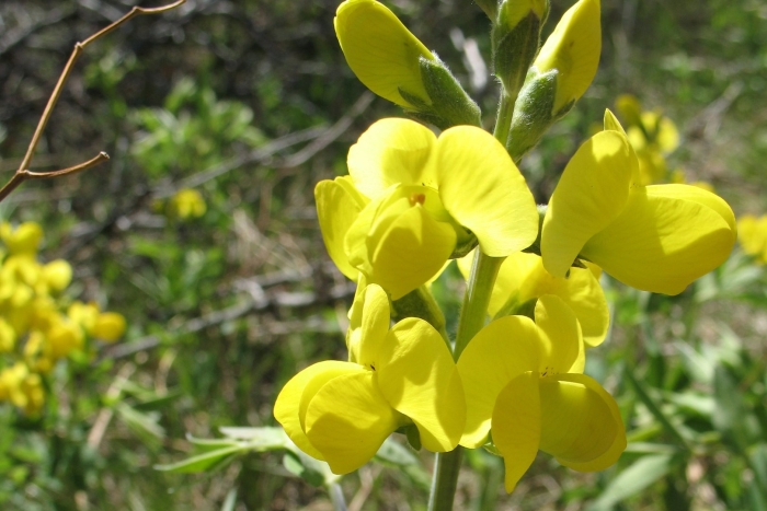 Термопсиса ланцетного трава