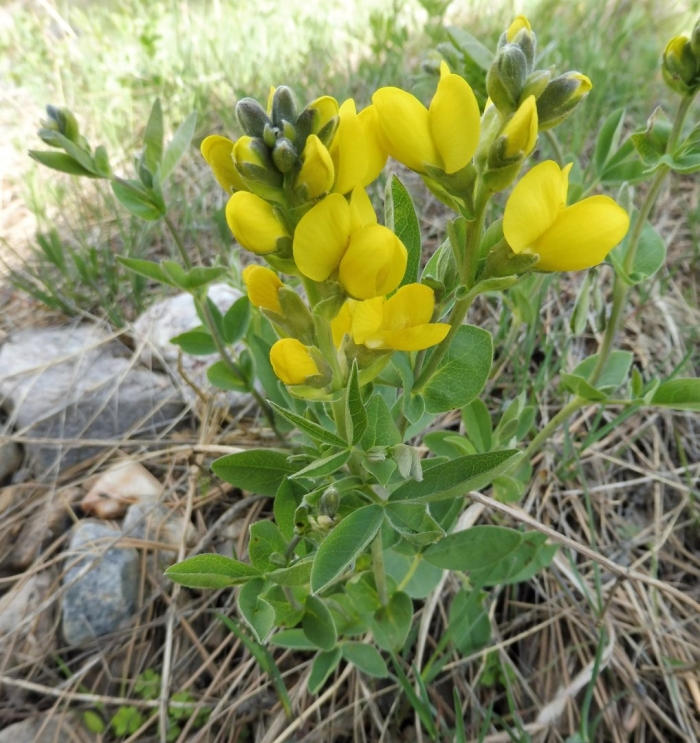 Thermopsis rhombifolia