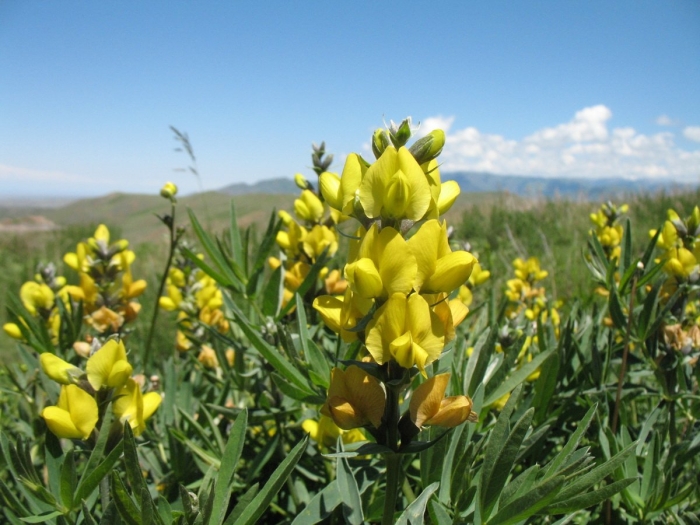 Thermopsis turkestanica