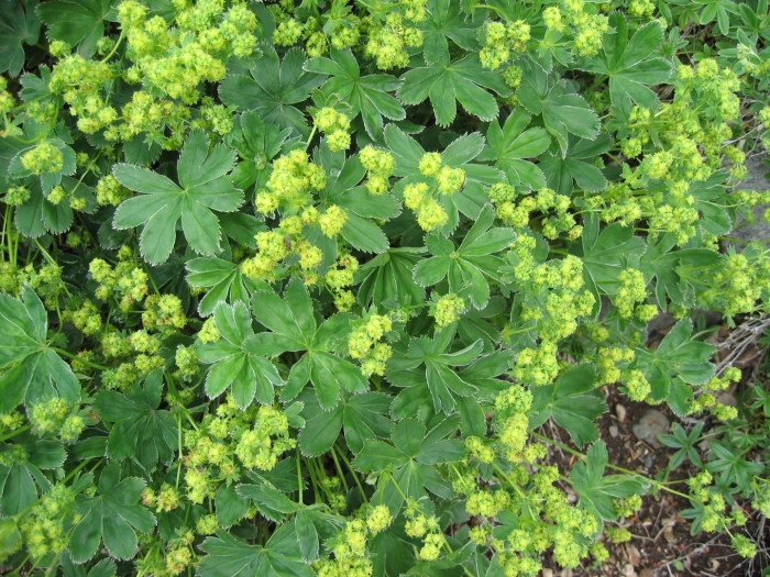 Манжетка обыкновенная alchemilla vulgaris
