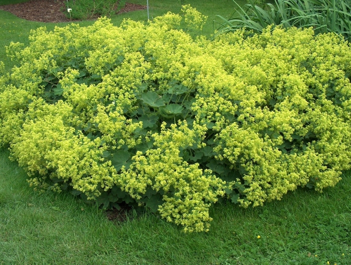 Манжетка alchemilla mollis robustica