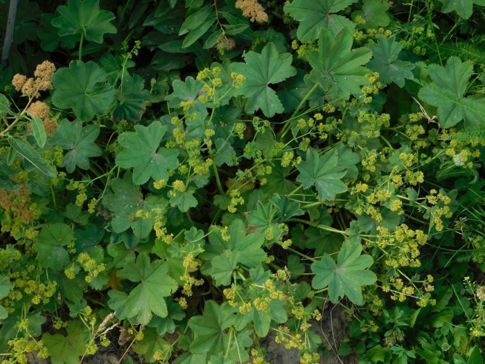 Alchemilla vulgaris
