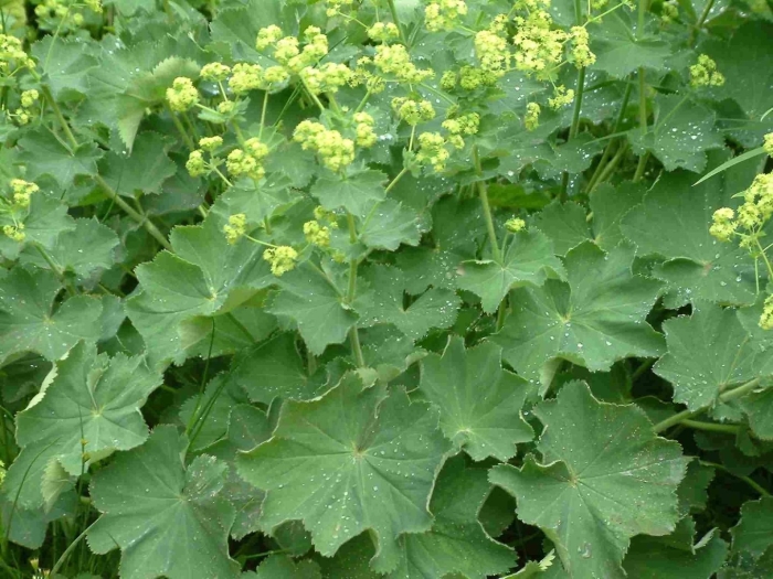 Манжетка alchemilla mollis 'select'
