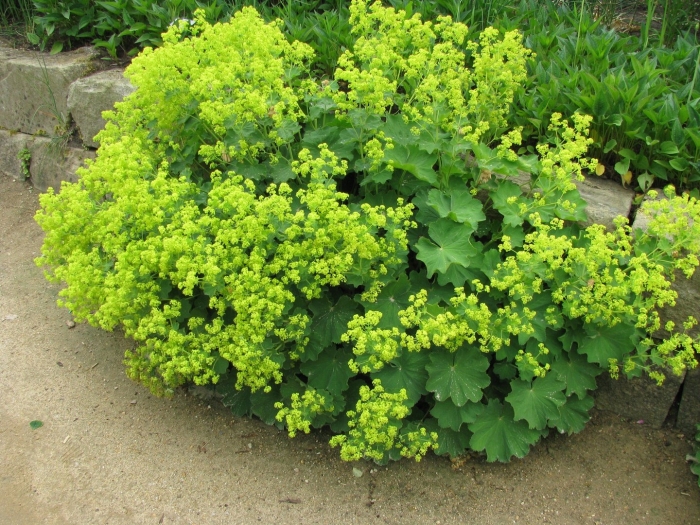Манжетка мягкая (alchemilla mollis)