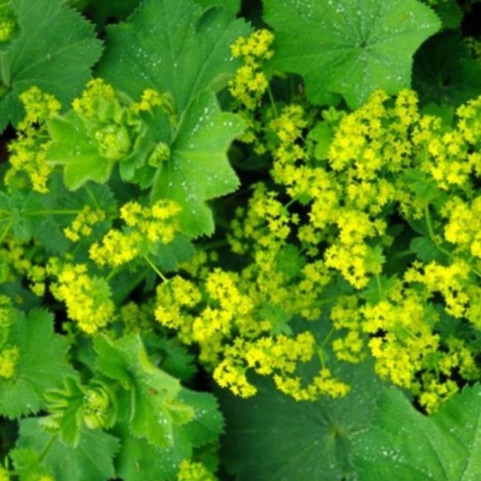 Манжетка мягкая thriller