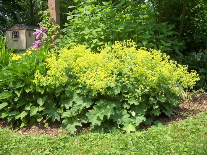 Манжетка alchemilla mollis