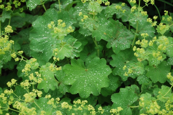 Манжетка обыкновенная alchemilla vulgaris