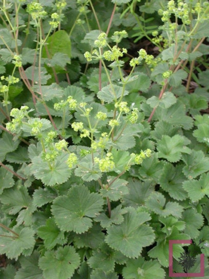 Манжетка alchemilla erythropoda