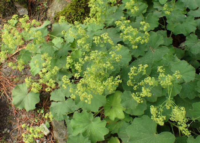 Alchemilla mollis