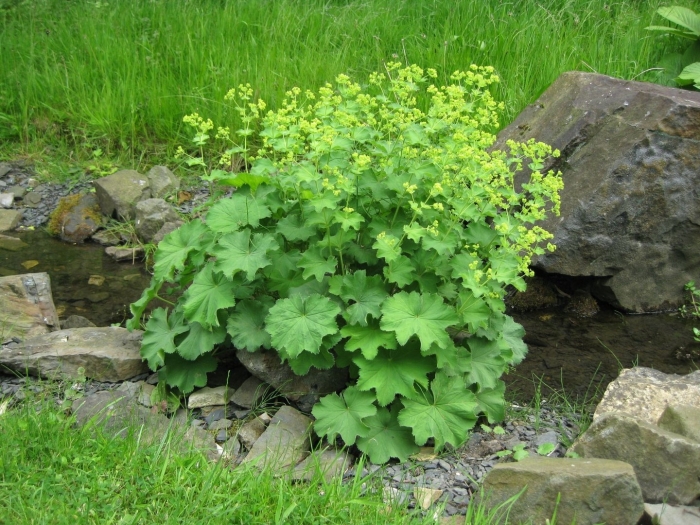 Манжетка alchemilla mollis