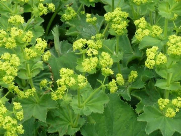 Манжетка обыкновенная alchemilla vulgaris