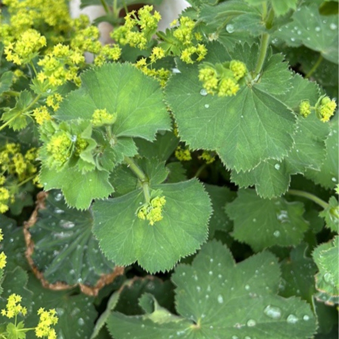 Манжетка обыкновенная