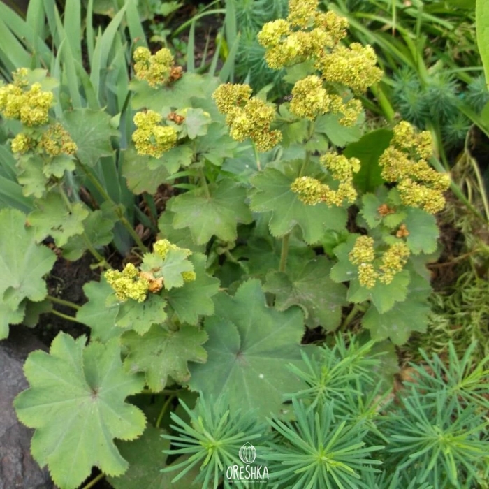 Манжетка красночерешковая (alchemilla erythropoda)