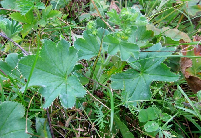 Манжетка обыкновенная растение