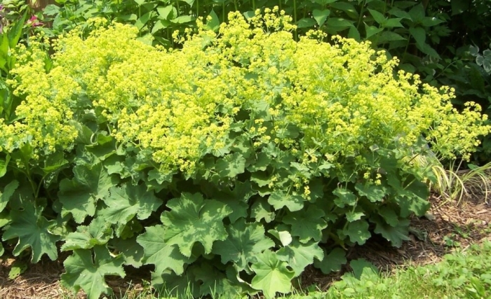 Манжетка alchemilla mollis
