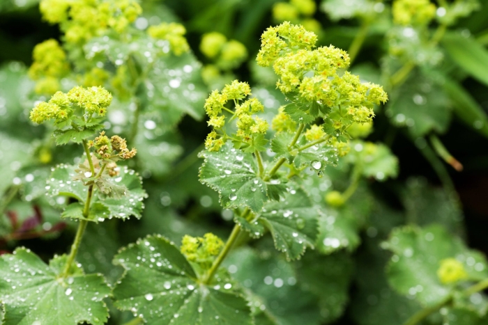 Манжетка обыкновенная alchemilla vulgaris