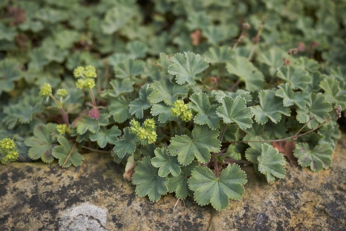 Манжетка альпийская alchemilla alpina