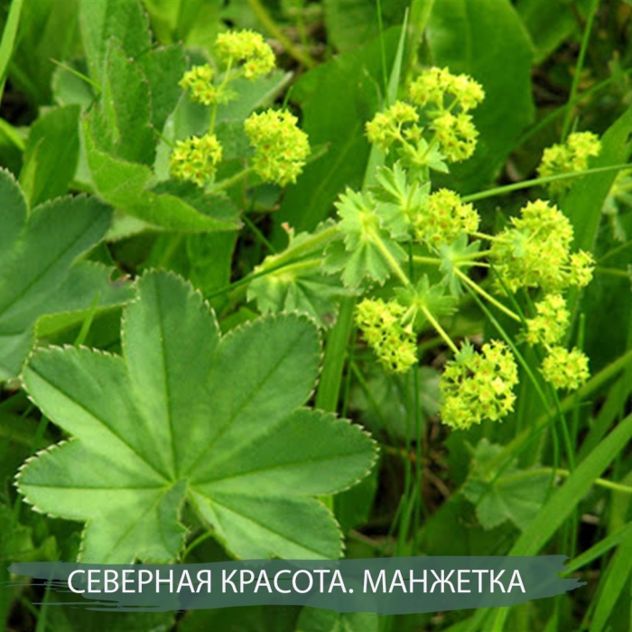 Манжетка обыкновенная alchemilla vulgaris