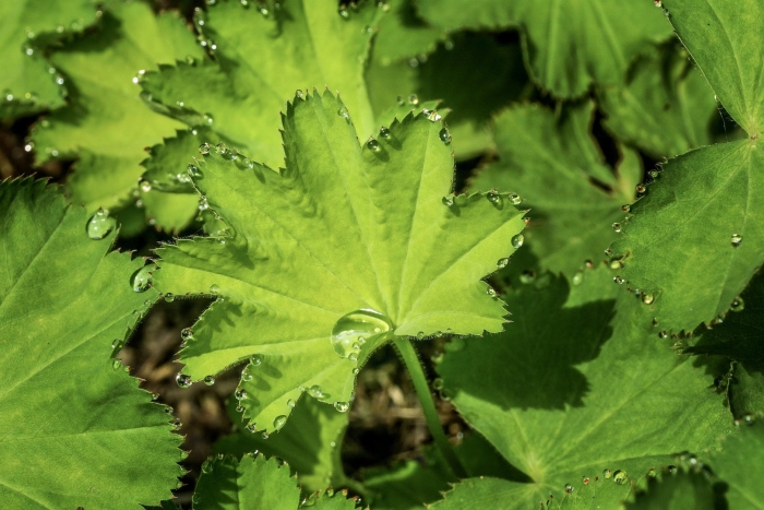 Манжетка обыкновенная alchemilla vulgaris