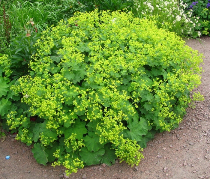 Манжетка alchemilla mollis