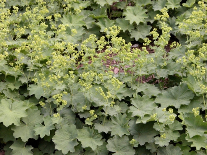 Манжетка красночерешковая (alchemilla erythropoda)