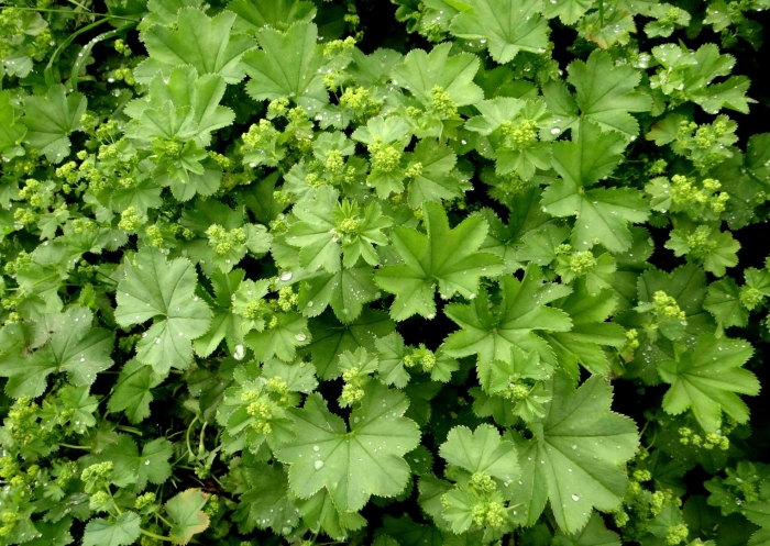 Манжетка обыкновенная alchemilla vulgaris