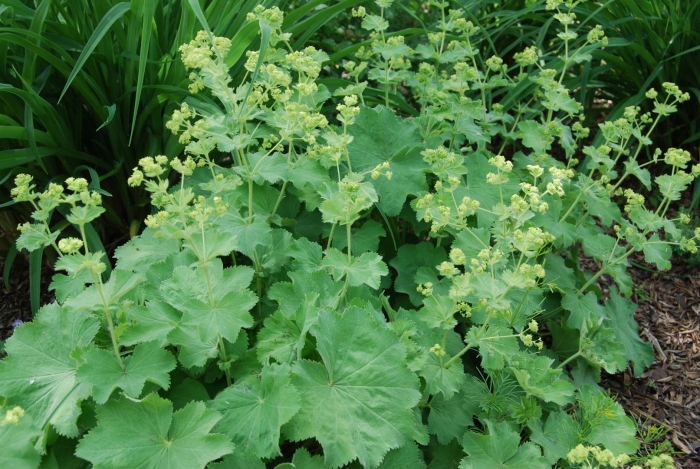 Манжетка красночерешковая (alchemilla erythropoda)