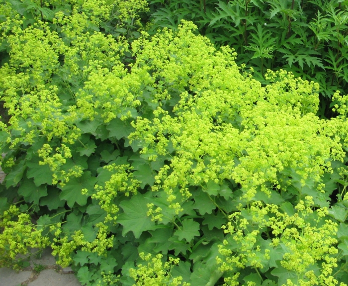 Манжетка alchemilla mollis