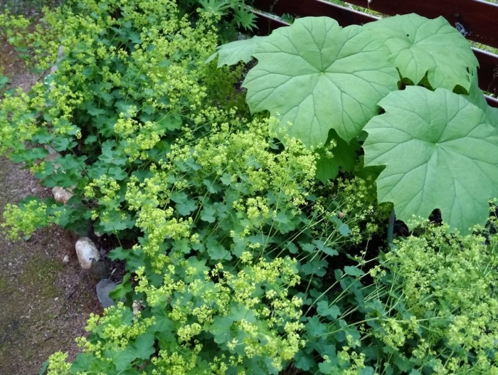 Манжетка красночерешковая (alchemilla erythropoda)