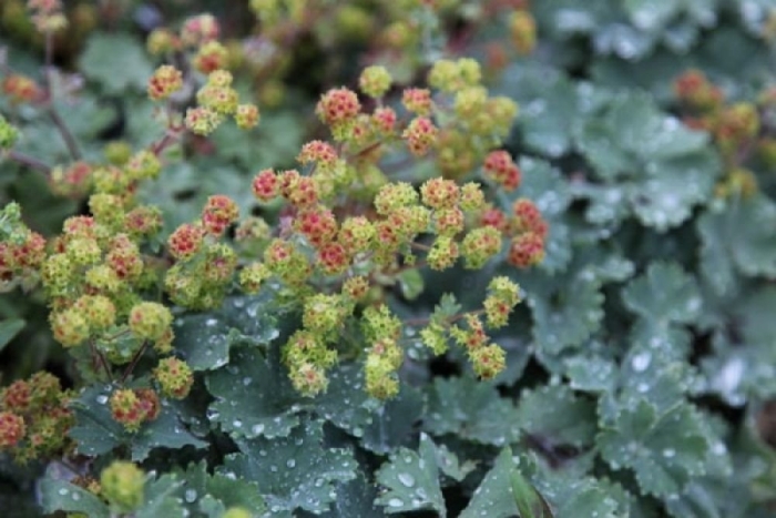 Манжетка alchemilla erythropoda