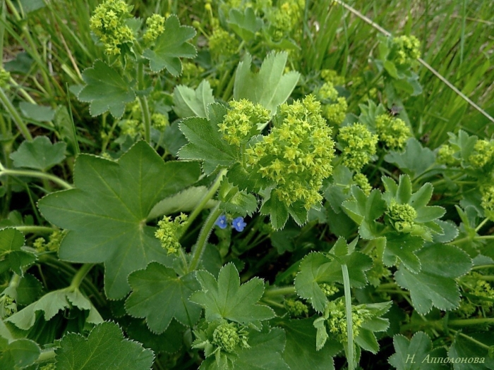 Манжетка обыкновенная alchemilla vulgaris