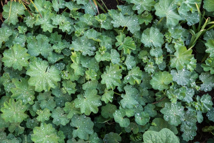 Манжетка обыкновенная alchemilla vulgaris
