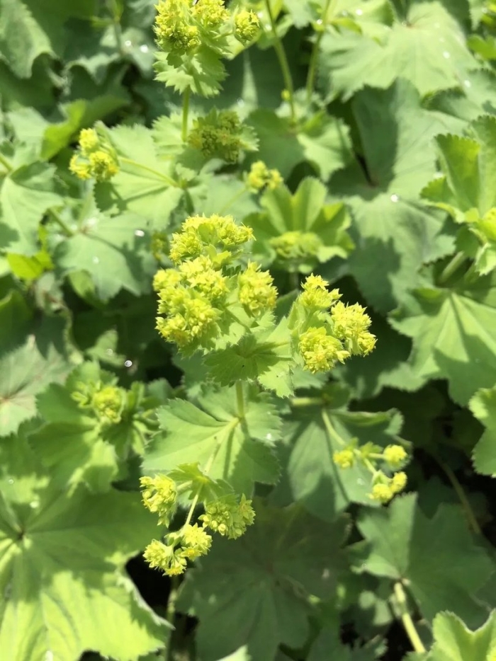 Alchemilla vulgaris