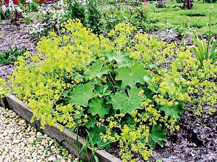 Манжетка альпийская alchemilla