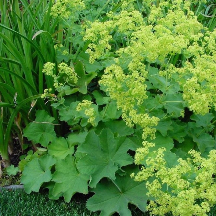 Манжетка мягкая robustica