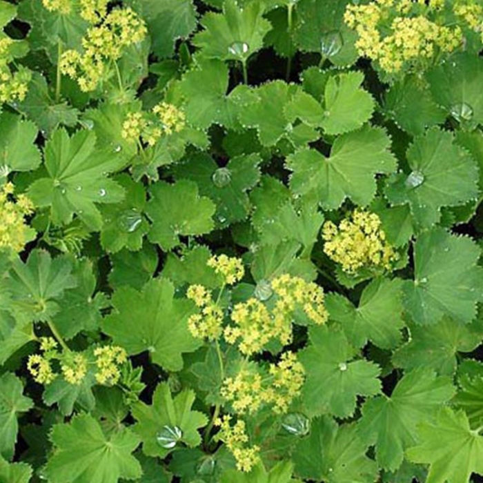 Манжетка робустика