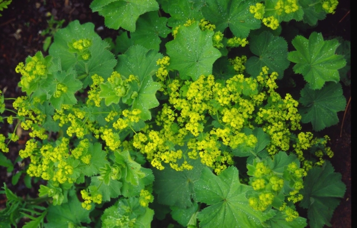 Манжетка обыкновенная alchemilla vulgaris