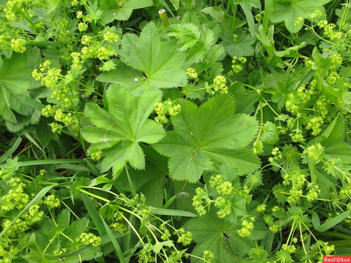 Манжетка обыкновенная растение