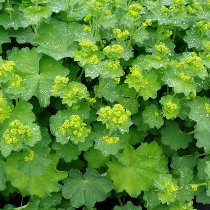 Манжетка alchemilla mollis