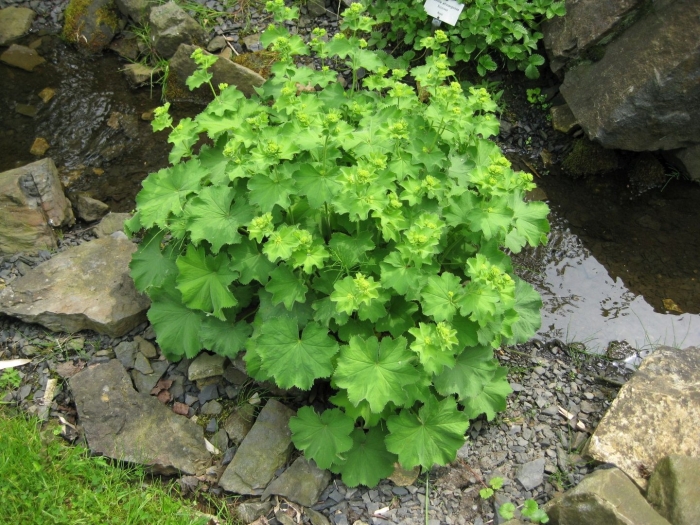 Манжетка городковатая(alchemilla subcrenata)