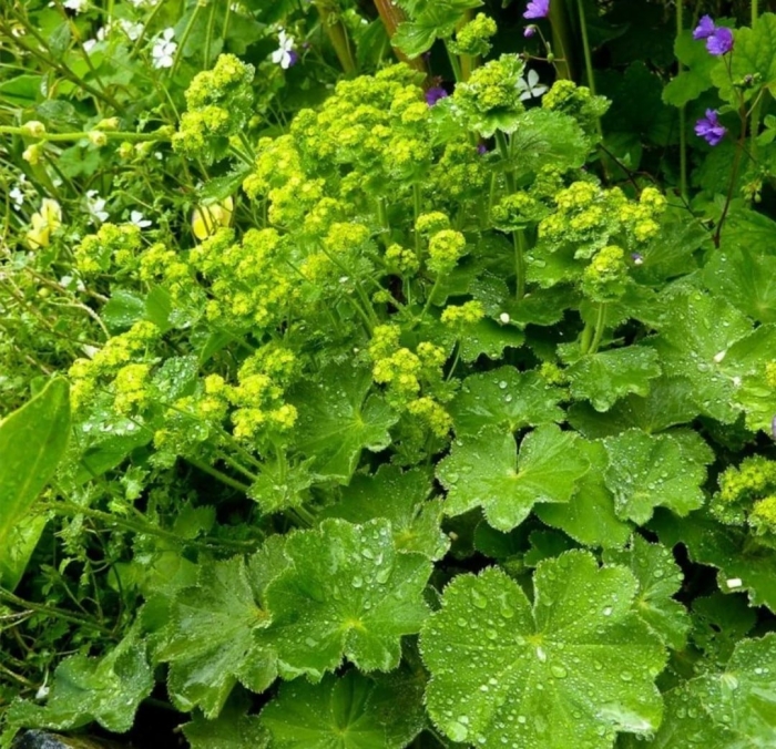 Манжетка растение