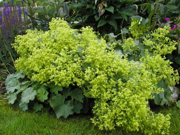 Манжетка alchemilla mollis