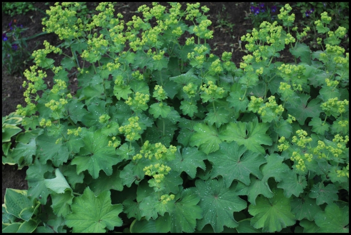 Манжетка красночерешковая (alchemilla erythropoda)