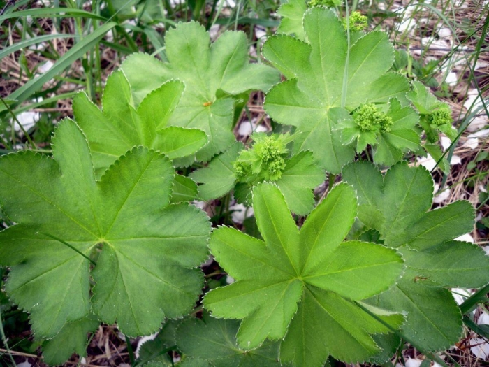 Травянистое растение манжетка