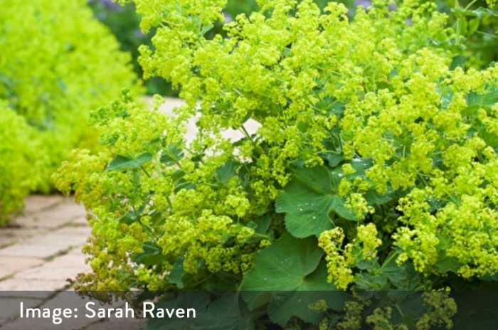 Манжетка alchemilla mollis