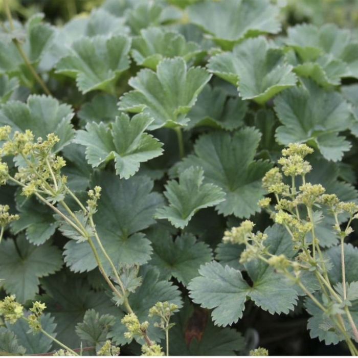 Манжетка alchemilla erythropoda