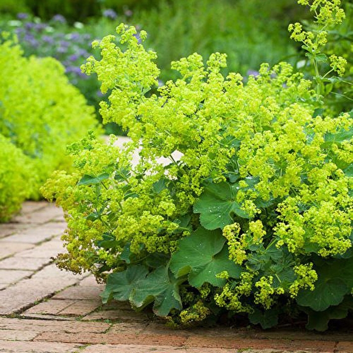 Растение манжетка